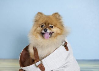 Aldi’s $5 Designer Handbag Dog Toy Is Turning Heads With Pet Parents