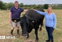 Gloucestershire farmer relying on AI to monitor his herd