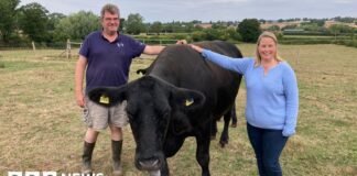 Gloucestershire farmer relying on AI to monitor his herd