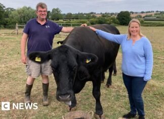 Gloucestershire farmer relying on AI to monitor his herd