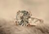 Fine Jewelry Market Fly Massive Growth in Years to Come: Bulgari, Chaumet, Harry Winston