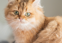 Scottish Straight Cat Watches a Dripping Faucet Like It’s a Nature Documentary