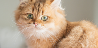 Scottish Straight Cat Watches a Dripping Faucet Like It’s a Nature Documentary