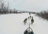 What It’s Like to Mush Your Own Dog Team Through
Alaska
