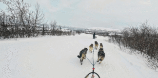What It’s Like to Mush Your Own Dog Team Through
Alaska