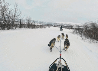 What It’s Like to Mush Your Own Dog Team Through
Alaska