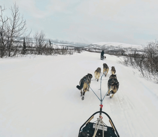 What It’s Like to Mush Your Own Dog Team Through
Alaska