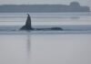 ‘Timmy’ the Stranded Whale Is Dying as the Public Watches