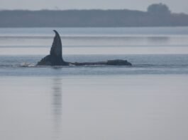 ‘Timmy’ the Stranded Whale Is Dying as the Public Watches