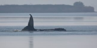 ‘Timmy’ the Stranded Whale Is Dying as the Public Watches
