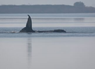‘Timmy’ the Stranded Whale Is Dying as the Public Watches
