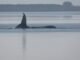 ‘Timmy’ the Stranded Whale Is Dying as the Public Watches
