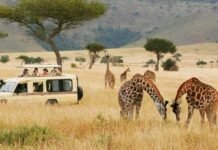 Tourvest Destination Management Launches Your Africa For Bespoke Travel Experiences