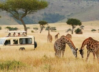 Tourvest Destination Management Launches Your Africa For Bespoke Travel Experiences