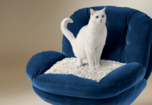 CATSAN Turns Fashion Items into ‘Luxury Litter Trays’
