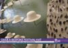 Grab a bespoke Festival International hat