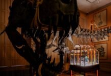 Tyrannosaurus rex fossils used to create one-of-a-kind ‘dinosaur handbag’