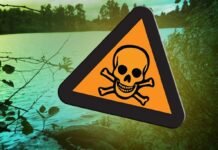 Four Kansas lakes under watches, warnings for toxic algae