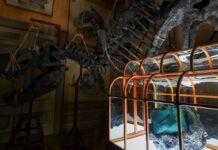 Does a luxury handbag made from dinosaur collagen interest you? It’s up for auction