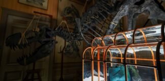 Does a luxury handbag made from dinosaur collagen interest you? It’s up for auction