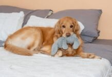 We Can’t Stop Laughing at How This Golden Retriever Watches Her Cartoons