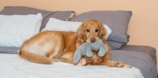 We Can’t Stop Laughing at How This Golden Retriever Watches Her Cartoons