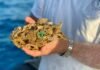 Treasure hunters clash over $5B shipwreck fortune in Texas court