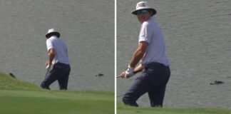 PGA Tour: Alligator watches from close range shot from ridge of water!