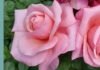 Win a 75th anniversary bespoke Saga rose