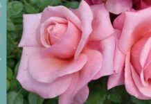 Win a 75th anniversary bespoke Saga rose