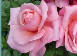 Win a 75th anniversary bespoke Saga rose