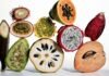 13 Fiber-Rich Foods for a Healthier Gut