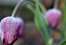 Chicago forecast: May starts out with frost advisories, freeze watches and 30-degree nights