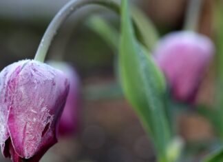 Chicago forecast: May starts out with frost advisories, freeze watches and 30-degree nights