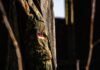 Germany prepares for a new military era as Europe watches closely
