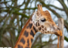 Marwell Zoo and University of Surrey launch AI camera project