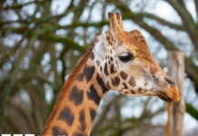 Marwell Zoo and University of Surrey launch AI camera project