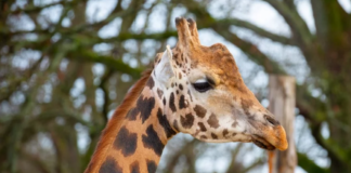 Marwell Zoo and University of Surrey launch AI camera project