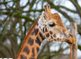 Marwell Zoo and University of Surrey launch AI camera project