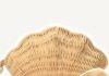 Shellmaxxing Is Trending for Summer — The Cutest Shell Accesories That Will Make You Feel Like a Mermaid