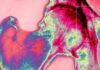 Bone is a wonder material. Scientists are defying physics to mimic it for longer-lasting hip replacements