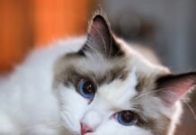 Ragdoll Cat Watches Mom Do Her Hair With So Much Love It’s Unreal