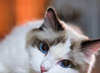 Ragdoll Cat Watches Mom Do Her Hair With So Much Love It’s Unreal