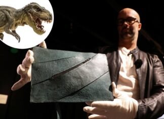 Bona fide T. rex leather purse is going up for auction — and it could fetch $500K