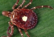 As lone star tick reports rise, the island watches for alpha-gal risk