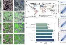 Counting trees from space with artificial intelligence