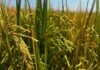 Analyst expects lower U.S. rice acres, watches cotton ahead of USDA acreage report
