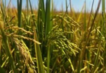 Analyst expects lower U.S. rice acres, watches cotton ahead of USDA acreage report