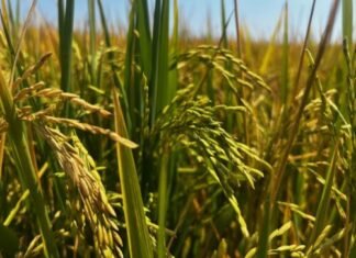 Analyst expects lower U.S. rice acres, watches cotton ahead of USDA acreage report