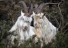 Age of Empires II’s goats used as AI building blocks to build a neural network — goaty experiment mocks the idea of chatbot consciousness, Microsoft AI researcher’s project makes an absurdist point about AI consciousness